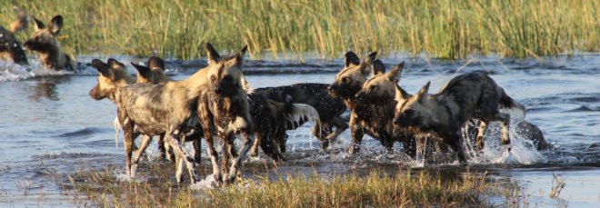 Pack of African wild dogs running through a river