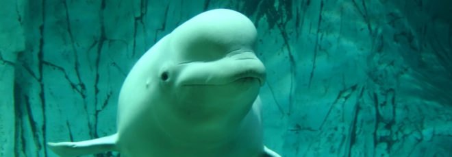 Beluga whale swimming underwater