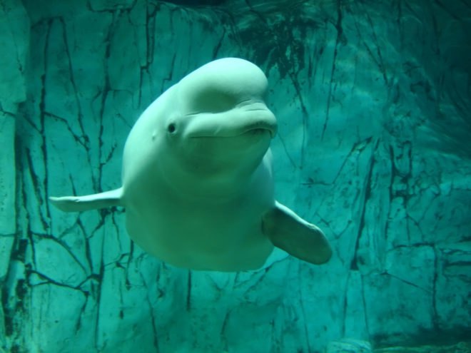 Beluga whale swimming underwater