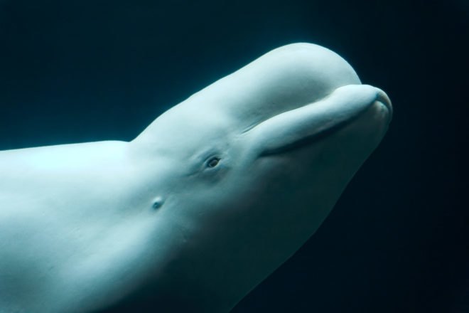 Beluga whale swimming in dark blue water