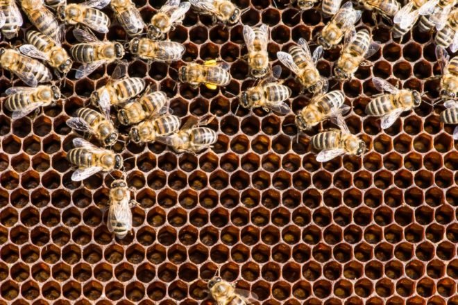 Bees on a honeycomb