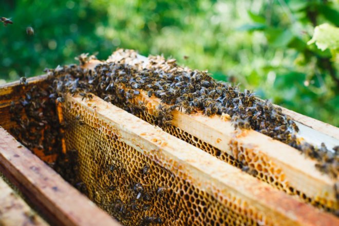 Swarm of bees on a beehive