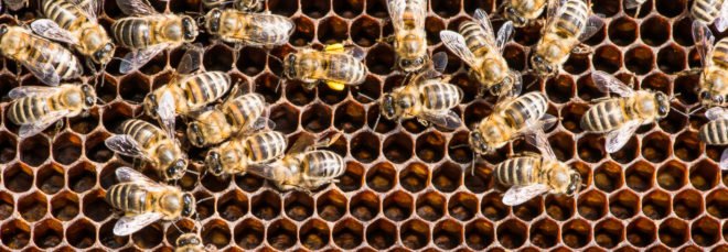 Bees on a honeycomb