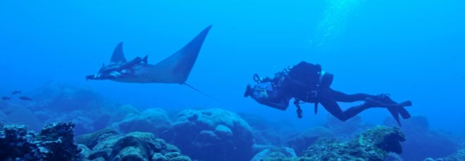 Diver swimming behind a manta ray
