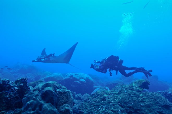 Diver swimming behind a manta ray