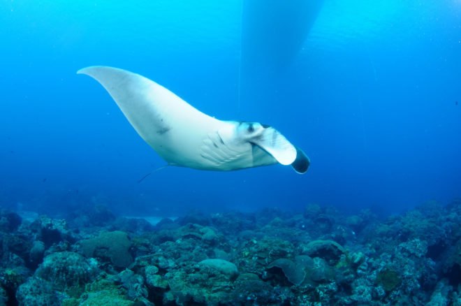 A baby manta ray swimming in the ocean