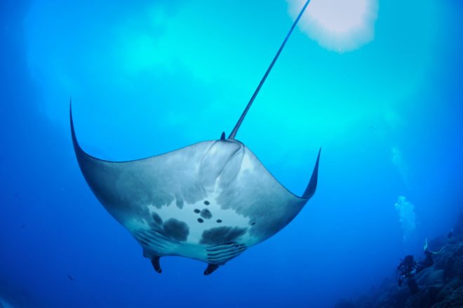 Spotted underside of swimming manta ray