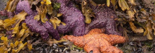 Purple and orange sea stars in sand near seaweed