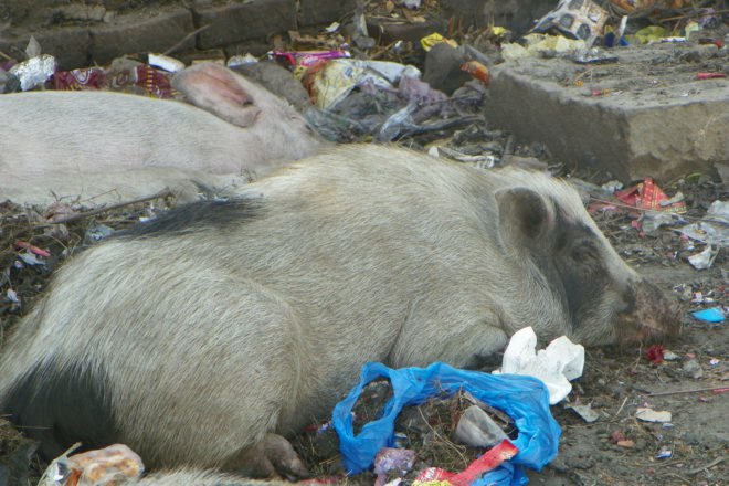 Pigs sleeping among plastic waste on a street in India