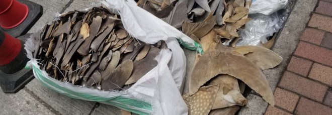 Shark fins including whale shark fins and possibly oceanic white tip fins