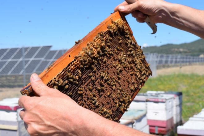 A close-up image of honey bees and hives near a solar farm