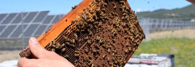 A close-up image of honey bees and hives near a solar farm