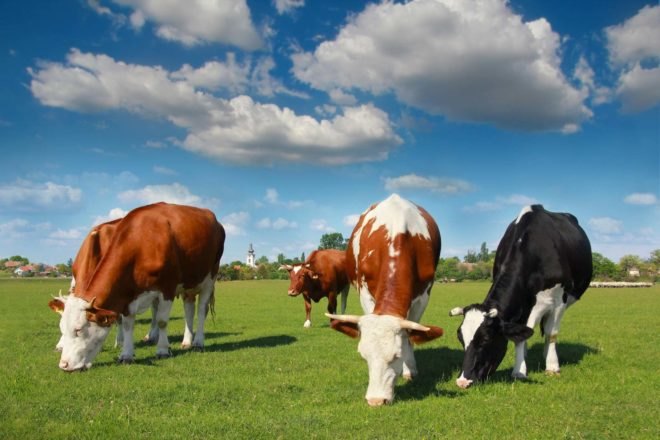 Cows grazing in a green field