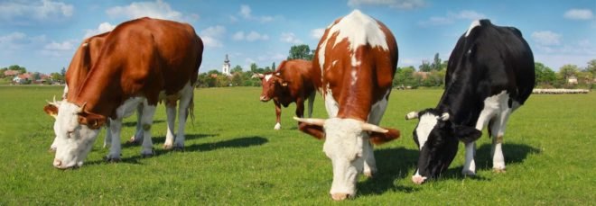 Cows grazing in a green field