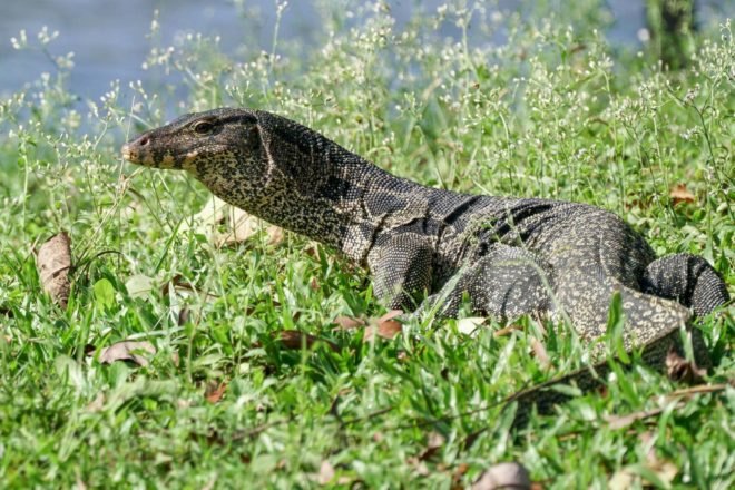 water monitor lizard in grass