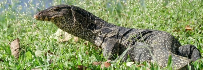 water monitor lizard in grass
