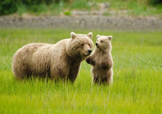 a grizzly bear and its cub standing in a grassy field