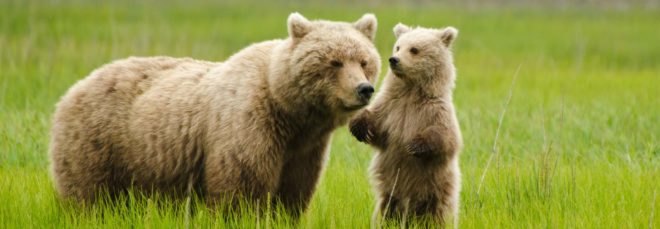 a grizzly bear and its cub standing in a grassy field