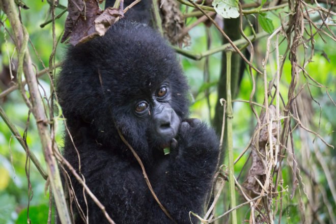 Young mountain gorilla eating leaves