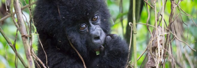 Young mountain gorilla eating leaves