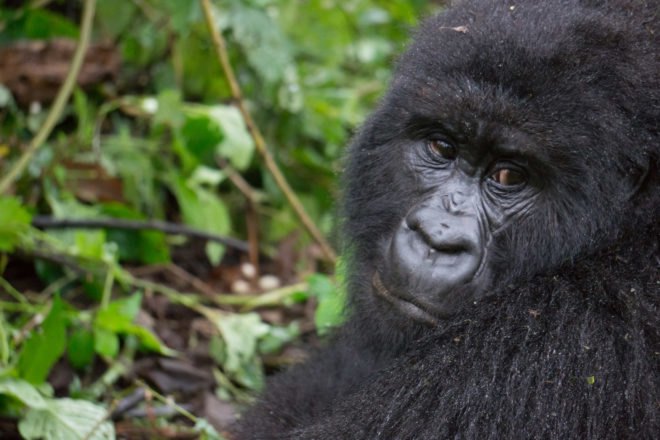 Adult mountain gorilla looking away from camera with sad face