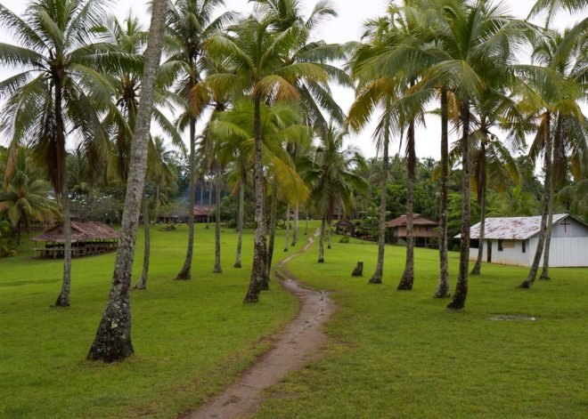 palm trees and a greenery outside a remote village