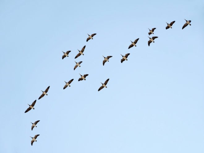barnacle geese flying against blue sky