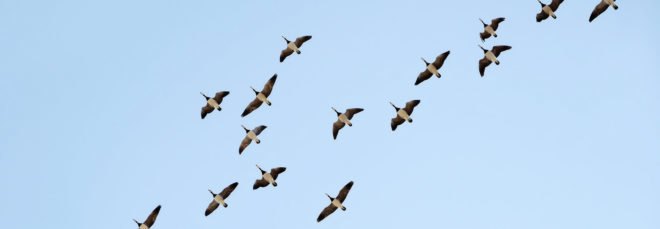 barnacle geese flying against blue sky