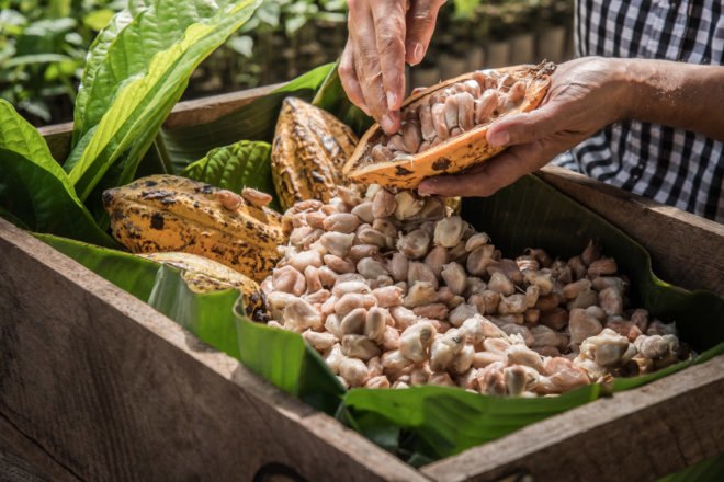 Hands separating cocoa seeds from cocoa pods