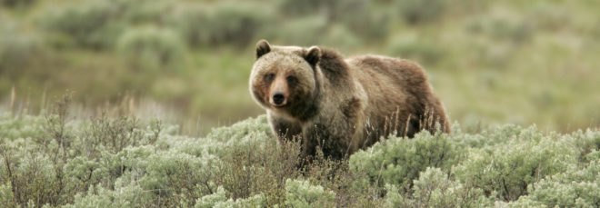 Grizzly bear walking in tall grasses