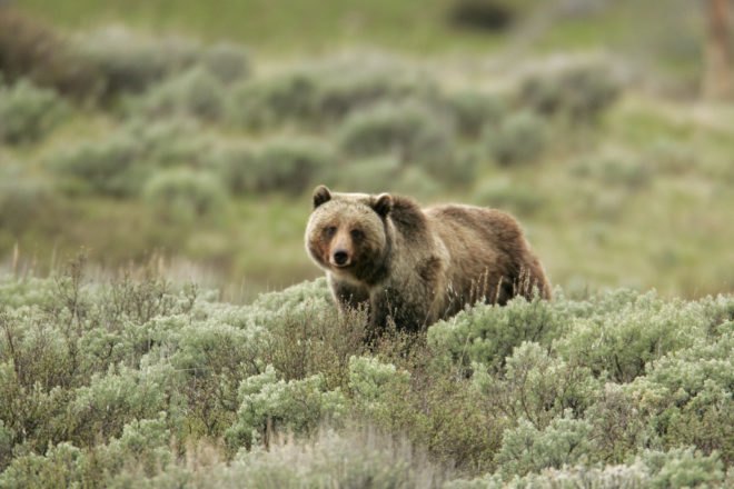 Grizzly bear walking in tall grasses