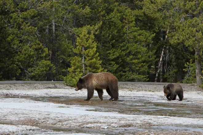 Grizzly bear and cub walking around in shallow water