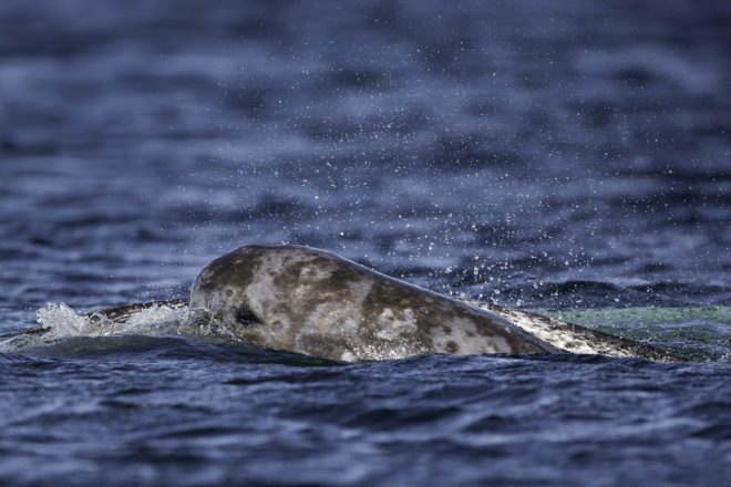 Narwhal swimming in ocean