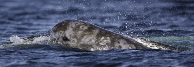 Narwhal swimming in ocean