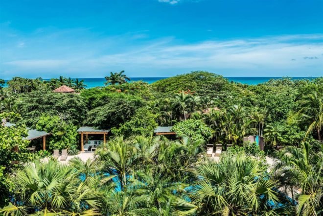 a tropical forest with lush greenery