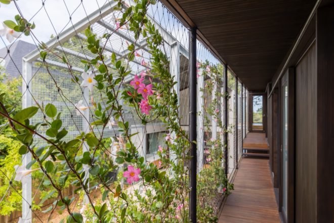 creeping vines on outside wall