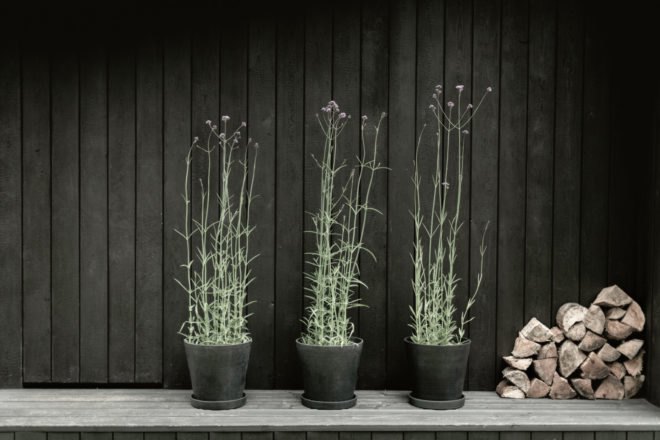three large green plants in black pots