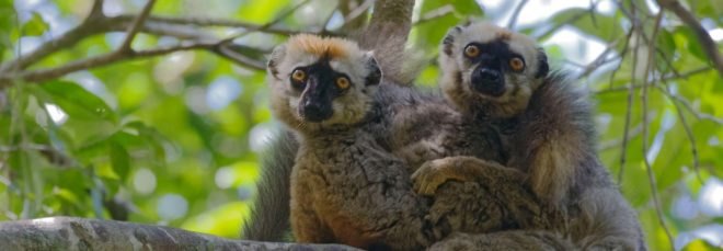 two lemurs sitting on a tree branch