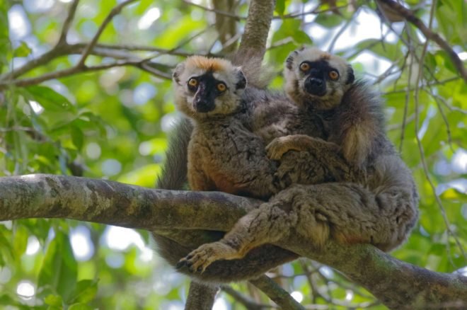 two lemurs sitting on a tree branch