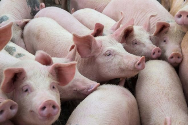 a crowd of pink pigs in a line