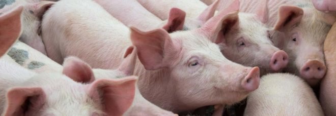 a crowd of pink pigs in a line