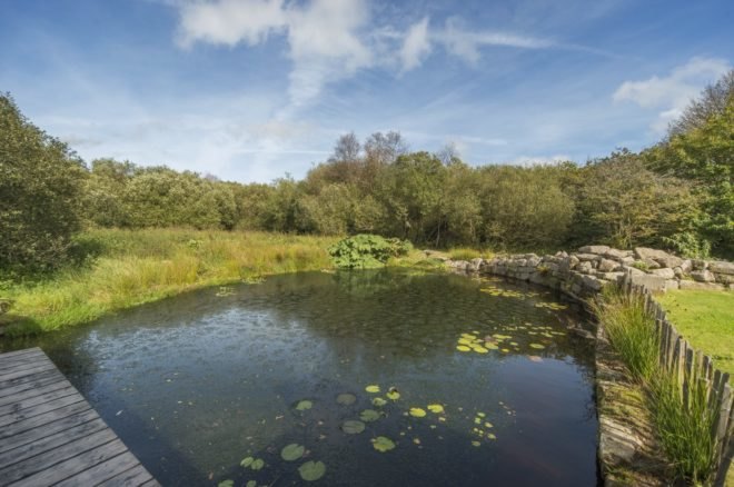 Pond with lily pads facing a forest