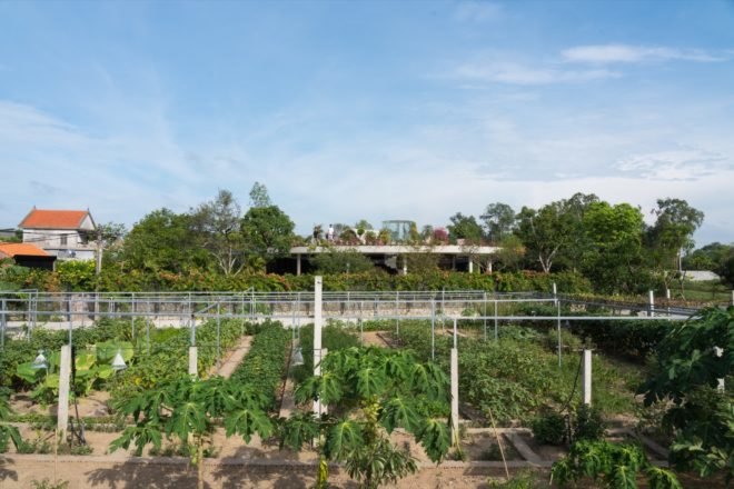 vegetable garden