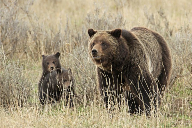 Grizzly bear sow and two cubs in tall grasses