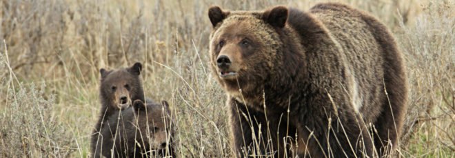 Grizzly bear sow and two cubs in tall grasses
