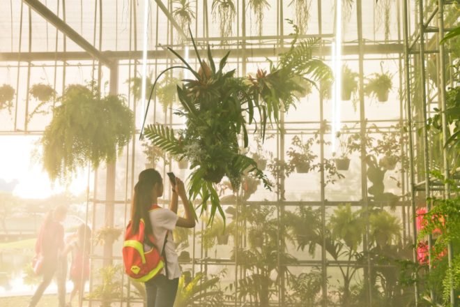 person taking picture of hanging plants in a greenhouse