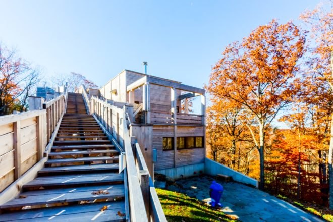 timber stairs leading to timber home in the forest