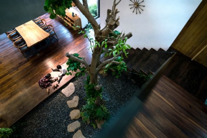 close-up of tree growing near wooden staircase inside a home