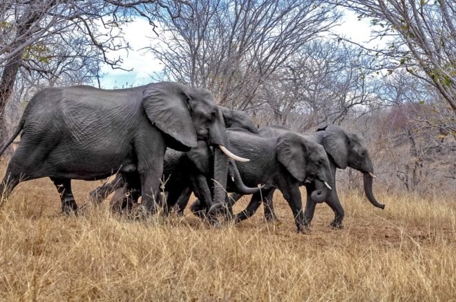 Herd of elephants walking