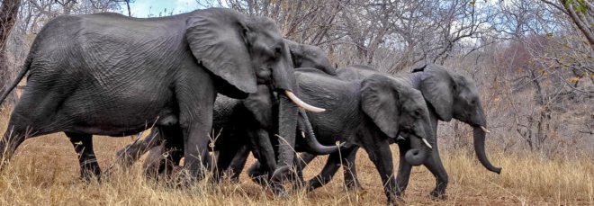 cropped close-up of herd of elephants walking